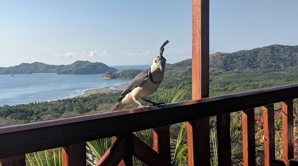Breakfast visitors. Helping us decide what's the best route from Paquera to Monteverde.