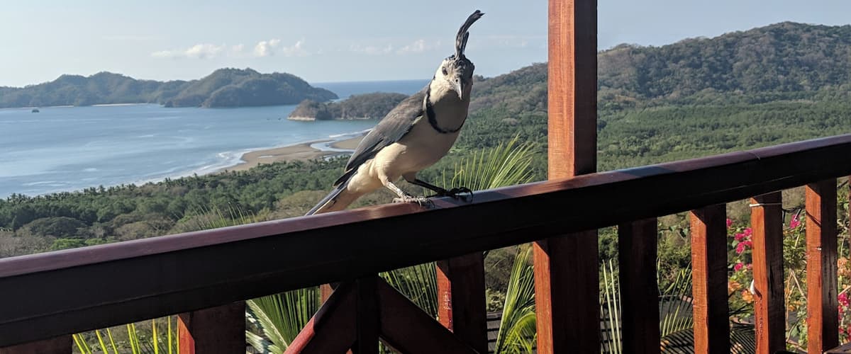 A bird perched on a wooden railing overlooking a coastal landscape with hills and a beach.