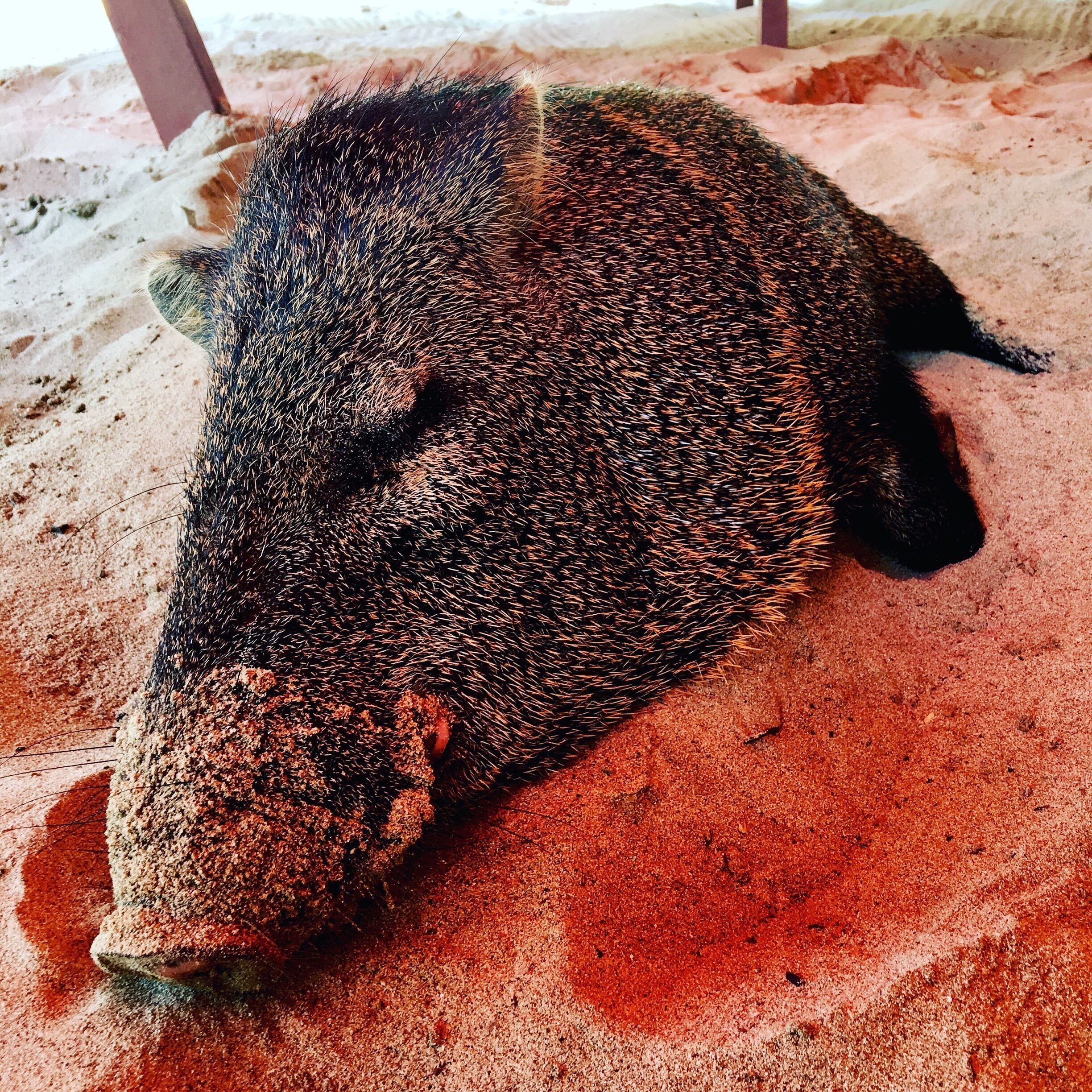 Sleeping under the table 