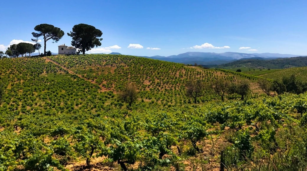 Vineyards of Pieros along the Camino de Santiago