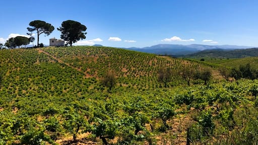 Vineyards of Pieros along the Camino de Santiago