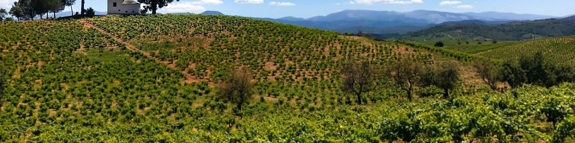 Vineyards of Pieros along the Camino de Santiago