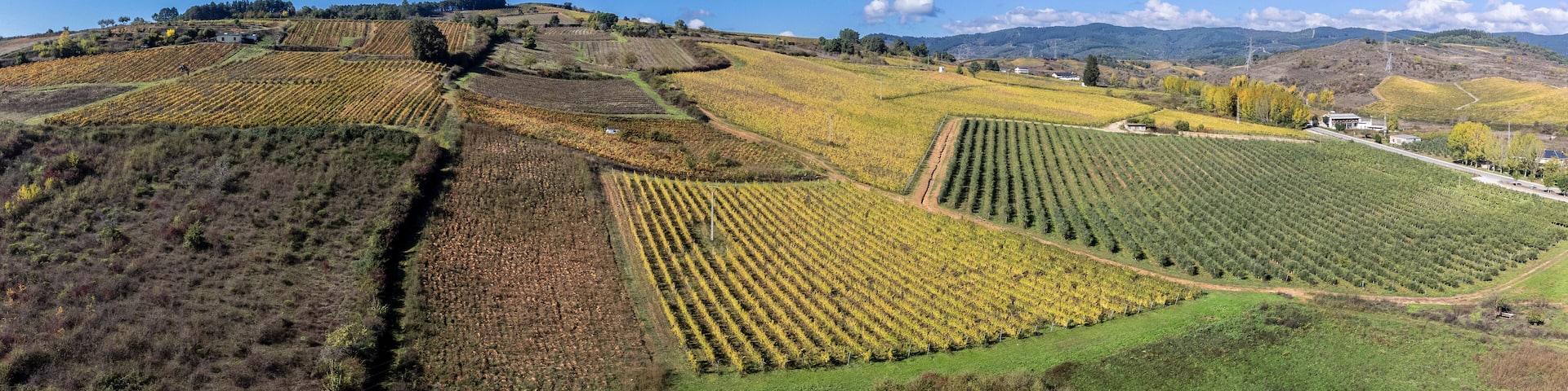 Autumn vineyards around Cacabelos, El Bierzo region, Autonomous Community of Castile and Leon, Spain