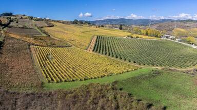 A vineyard with rows of grapevines on rolling hills.