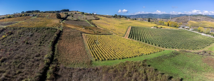 Autumn vineyards around Cacabelos, El Bierzo region, Autonomous Community of Castile and Leon, Spain