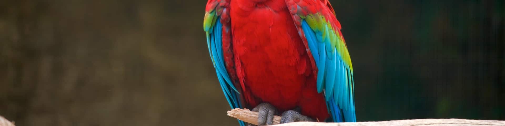 Zoo de Lagos qui includes vie des oiseaux et animaux de zoo