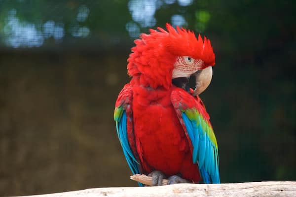 Un perroquet rouge aux plumes bleues et vertes était perché sur une branche.