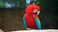 A red parrot with blue and green feathers perched on a branch.