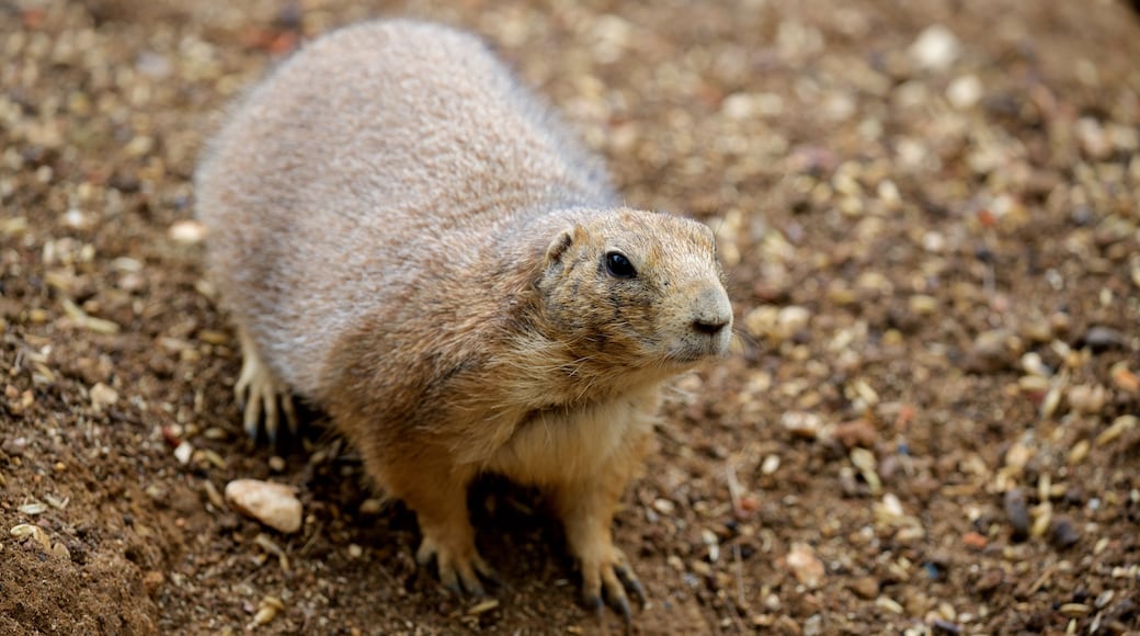 Bensafrim e Barão de São João