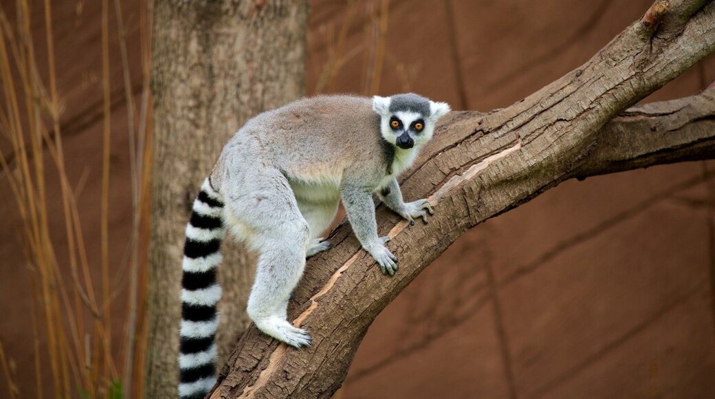 Lagos Zoo showing zoo animals and cuddly or friendly animals