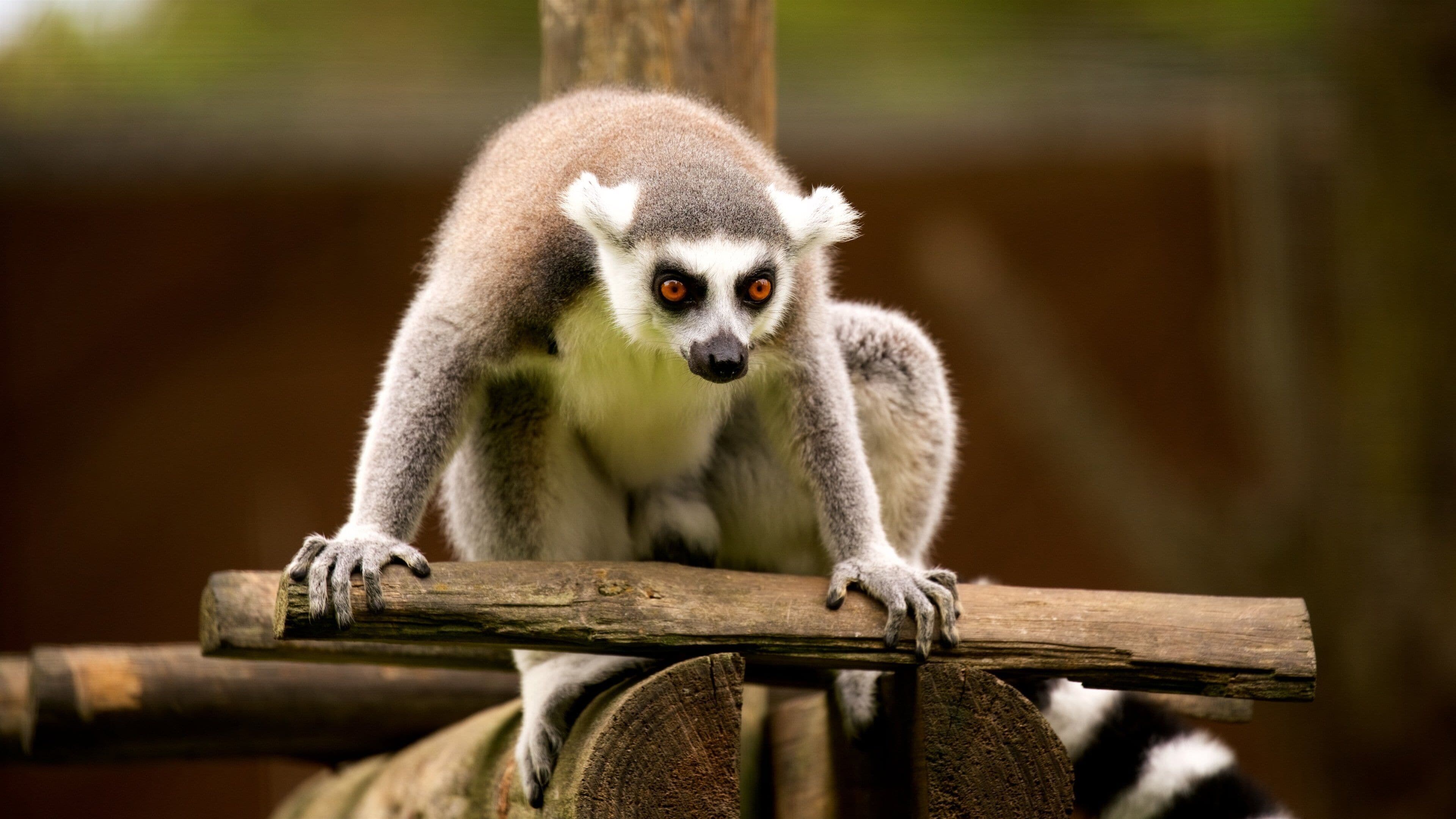 Lagos Zoo som viser koselige dyr og dyrehagedyr