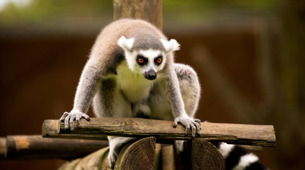 Lagos Zoo som viser koselige dyr og dyrehagedyr