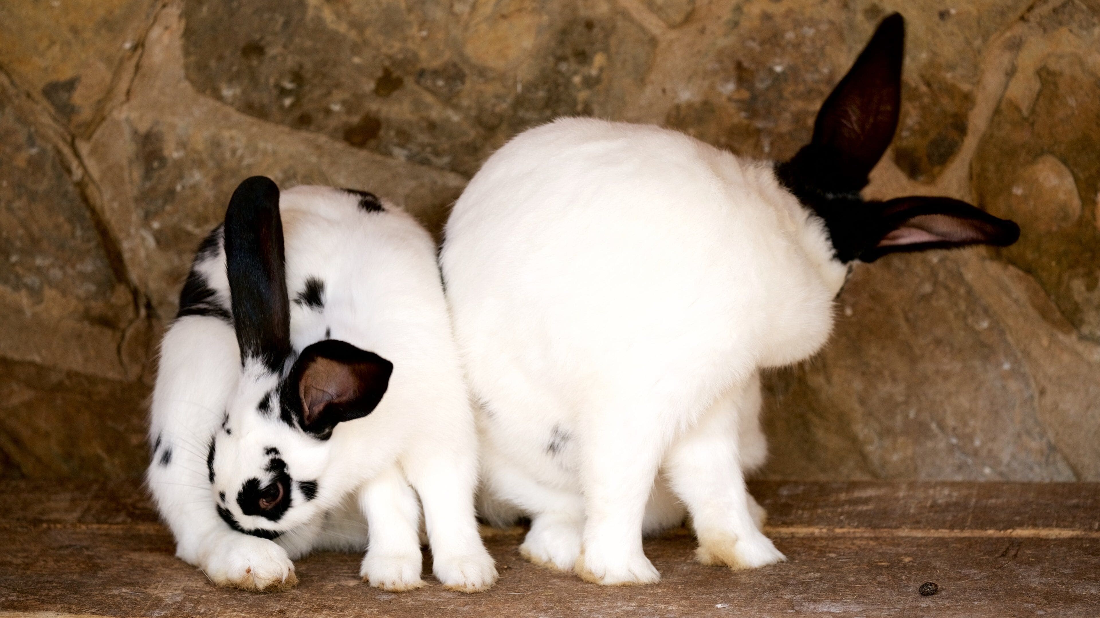 Lagos Zoo which includes cuddly or friendly animals and zoo animals