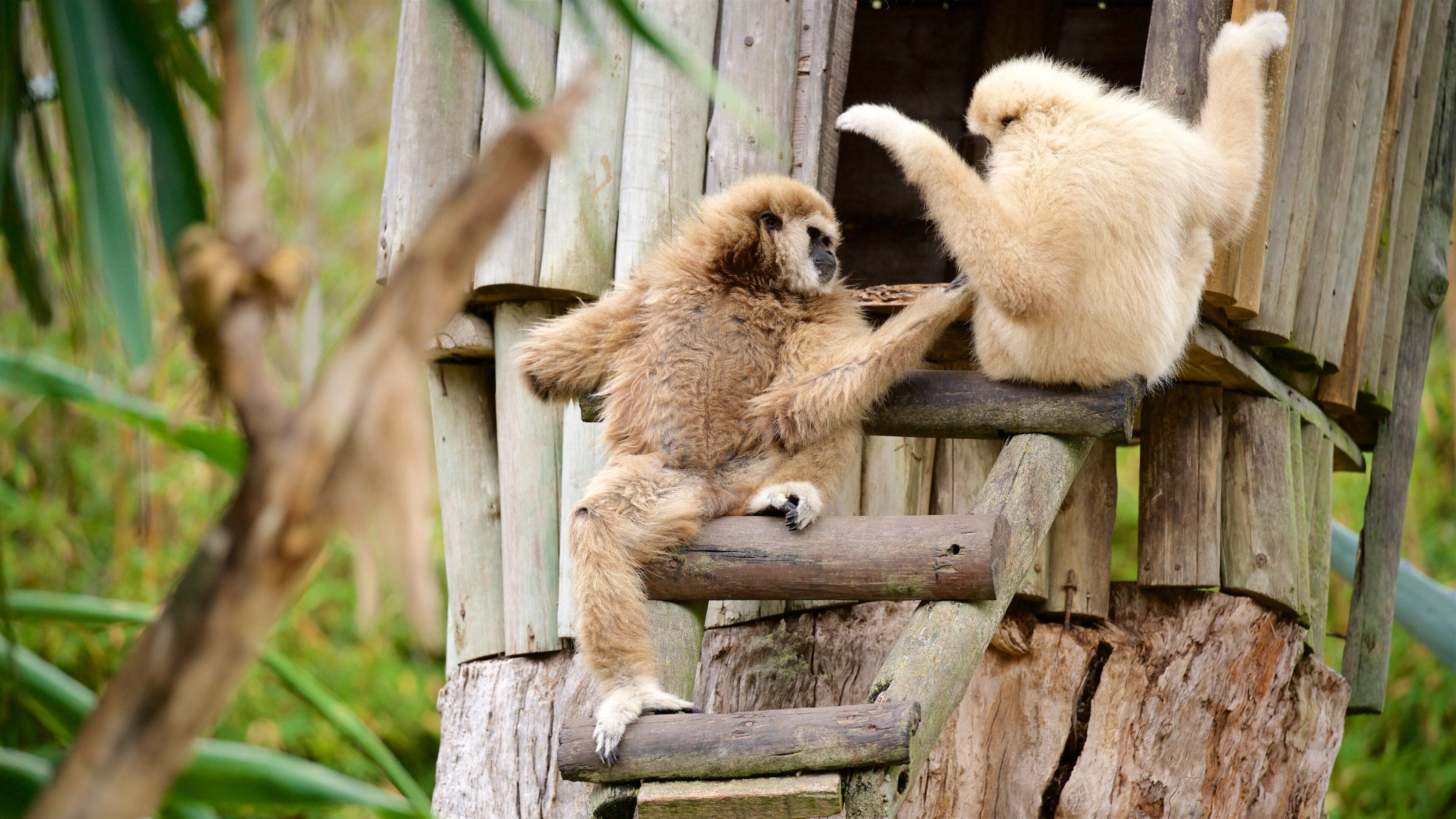Lagos Zoo showing cuddly or friendly animals and zoo animals