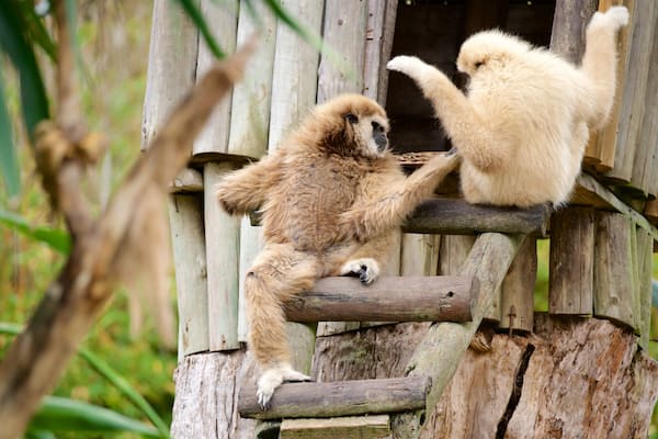 Zoo von Lagos das einen niedliche oder freundliche Tiere und Zootiere