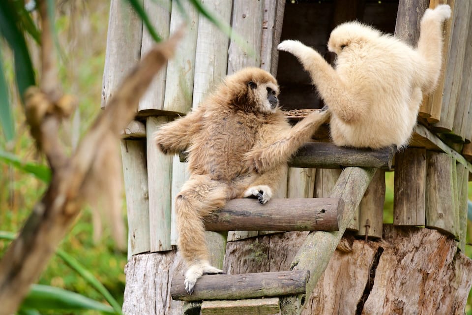 Two lemurs climbing a wooden structure in a natural setting.