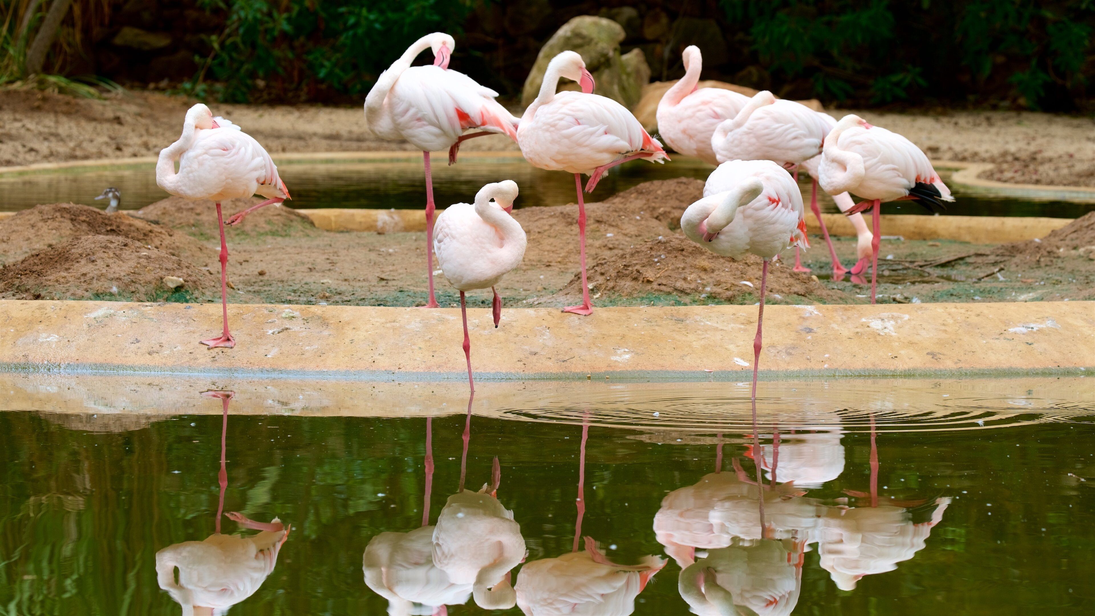 Lagos Zoo fasiliteter samt dyrehagedyr og fugleliv