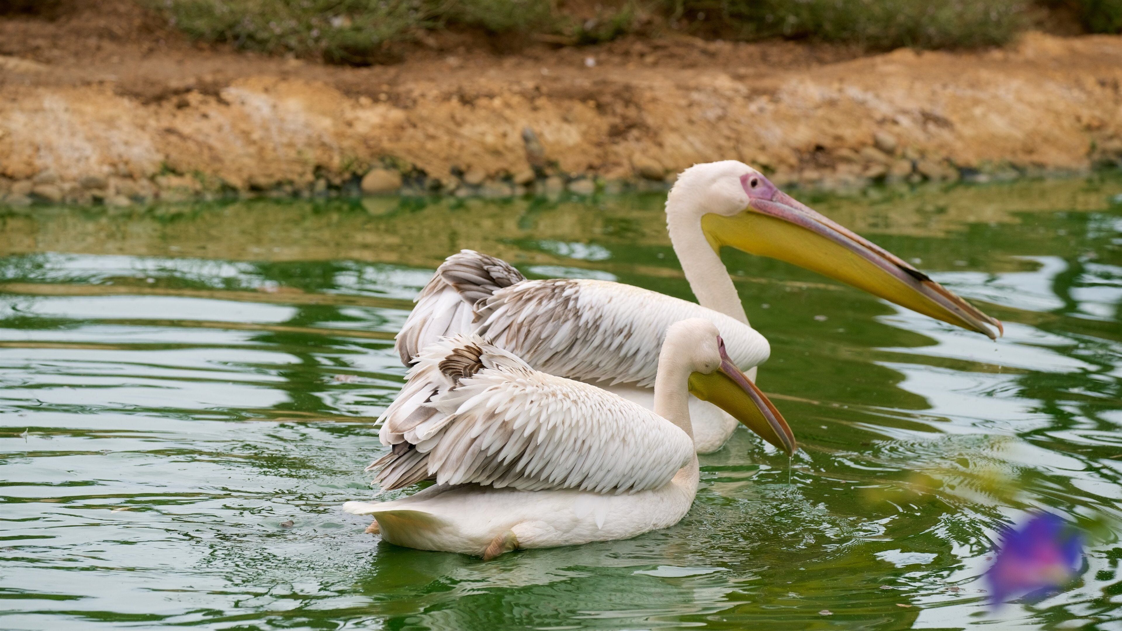 Lagos Zoo som inkluderer fugleliv og dyrehagedyr