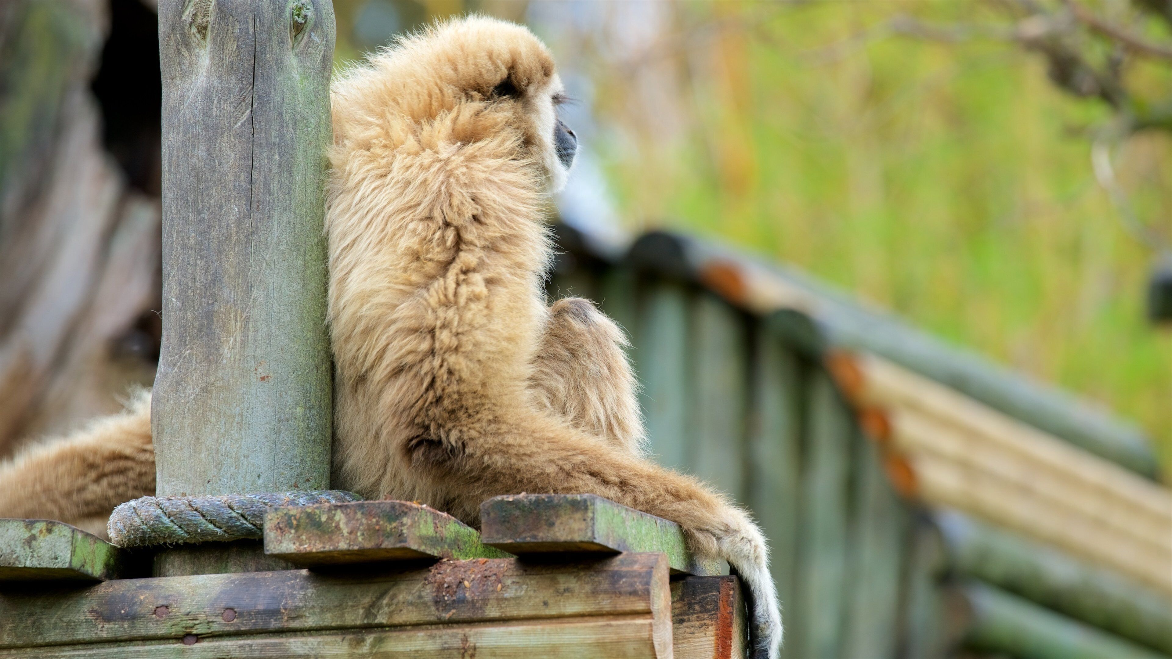 Lagos Zoo featuring zoo animals and cuddly or friendly animals