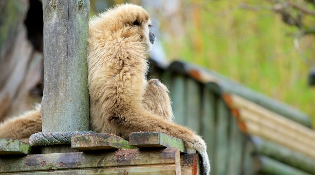 Lagos Zoo featuring zoo animals and cuddly or friendly animals