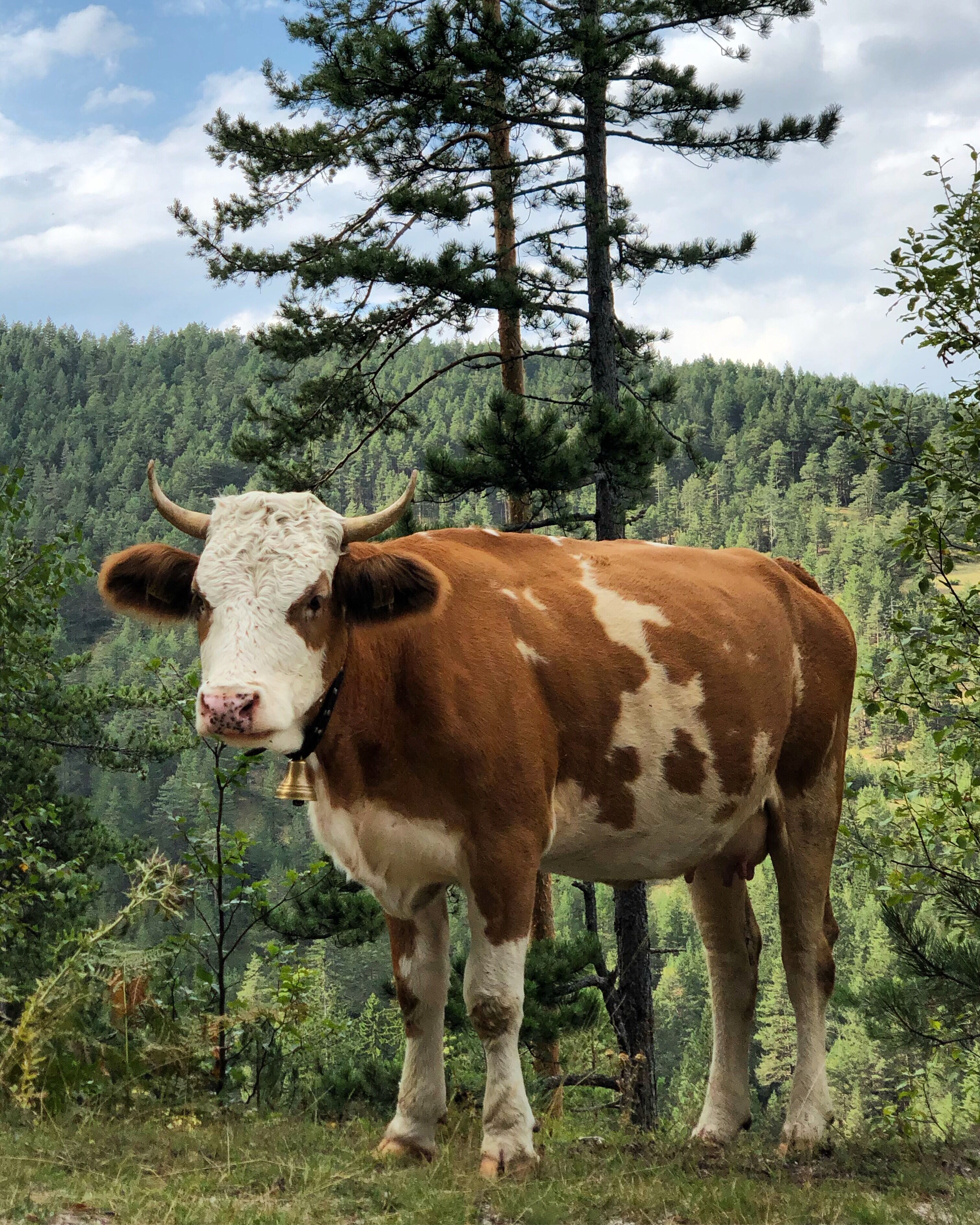 🐮🌲