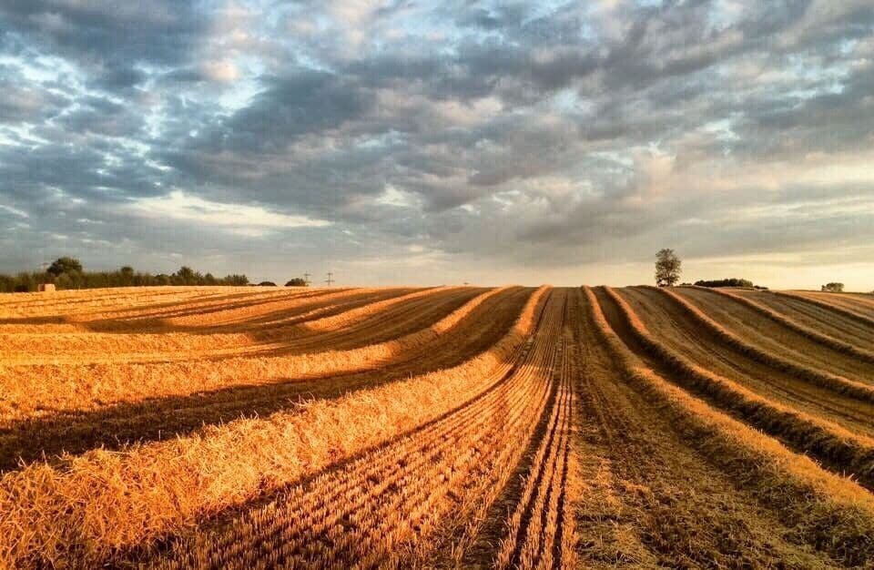 A vast field with rows of harvested crops under a cloudy sky.