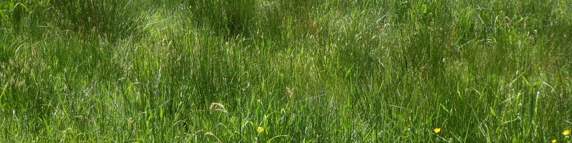 Snape Marshes is a nature reserve south of Snape in Suffolk. It is managed by the Suffolk Wildlife Trust.