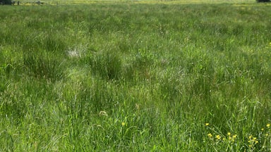 Snape Marshes is a nature reserve south of Snape in Suffolk. It is managed by the Suffolk Wildlife Trust.