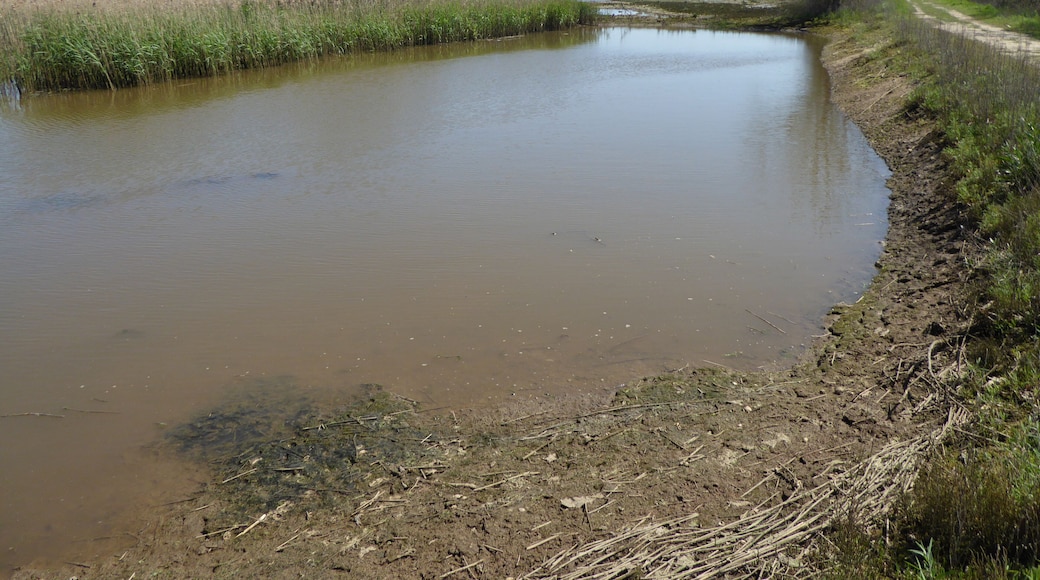 Hazlewood Marshes is a nature reserve in Aldeburgh, Suffolk. It is managed by the Suffolk Wildlife Trust.