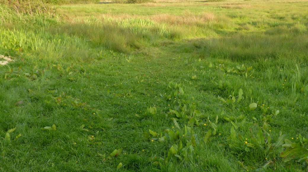 Darsham Marshes is a nature reserve south of Darsham in Suffolk. It is managed by the Suffolk Wildlife Trust.