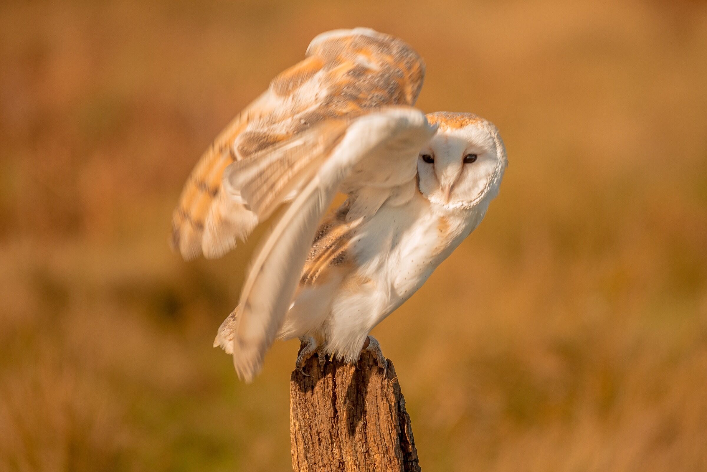 The mystical glow that radiates from barn owls when the moonlight illuminates the golden hue of its feathers is truly breathtaking. 
#barnowl #wildlife #birdsofprey #birds #nature #uk #england #britain