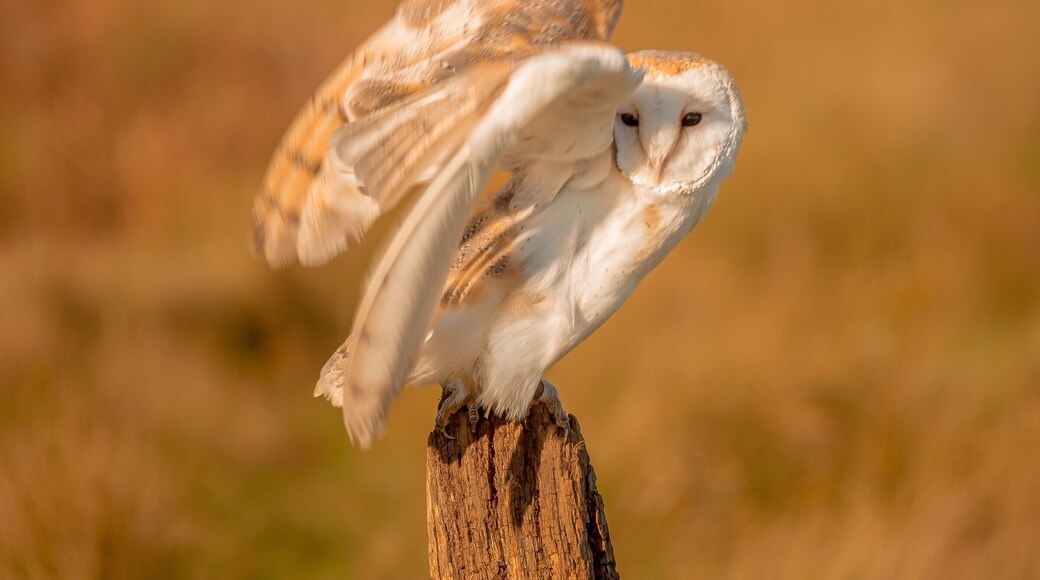 The mystical glow that radiates from barn owls when the moonlight illuminates the golden hue of its feathers is truly breathtaking.
#barnowl #wildlife #birdsofprey #birds #nature #uk #england #britain