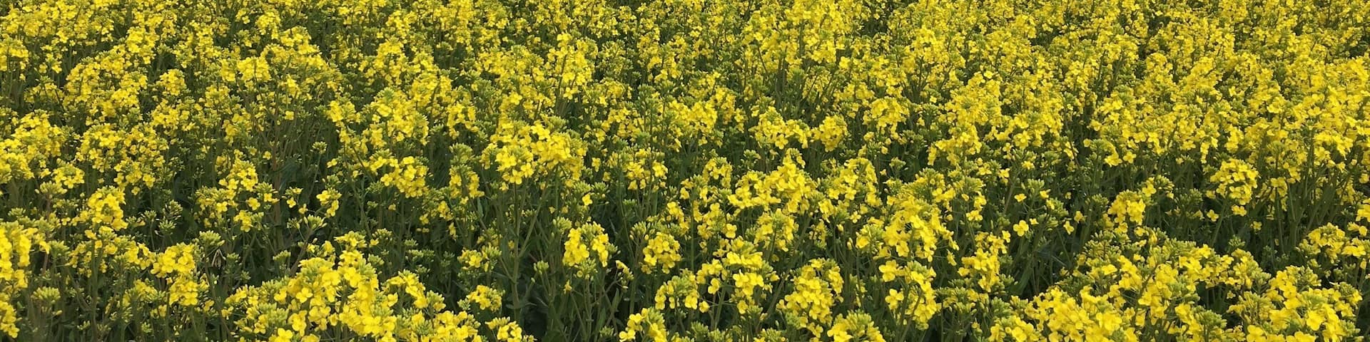 Amazing fields of yellow saffron in southern Denmark