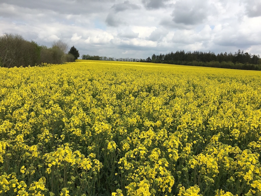 Amazing fields of yellow saffron in southern Denmark