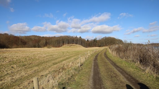 Landscape of a road in a field covered in bare trees and dried grass in Skaerbaek, Denmark