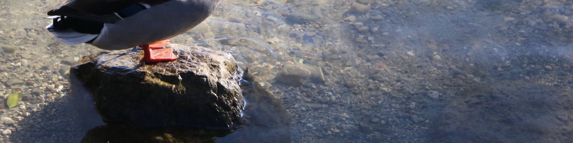 Sitting duck by Fraueninsel's picturesque pier with the clear waters of Lake Chiemsee, Bavaria's largest lake. This quaint island is a mere coach ride and ferry ride away from the hustle and bustle of Munich. Definitely a place to revisit and recharge. #lifeatexpedia #ExpediaCares