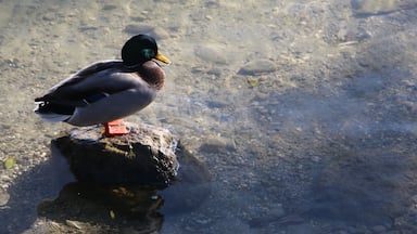 Sitting duck by Fraueninsel's picturesque pier with the clear waters of Lake Chiemsee, Bavaria's largest lake. This quaint island is a mere coach ride and ferry ride away from the hustle and bustle of Munich. Definitely a place to revisit and recharge. #lifeatexpedia #ExpediaCares