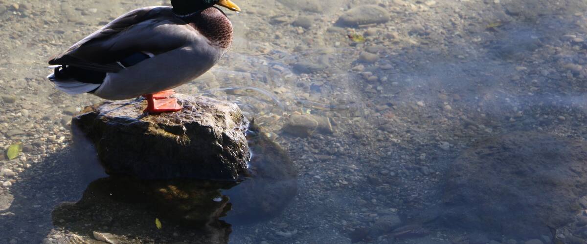 A duck standing on a rock by a clear water body.