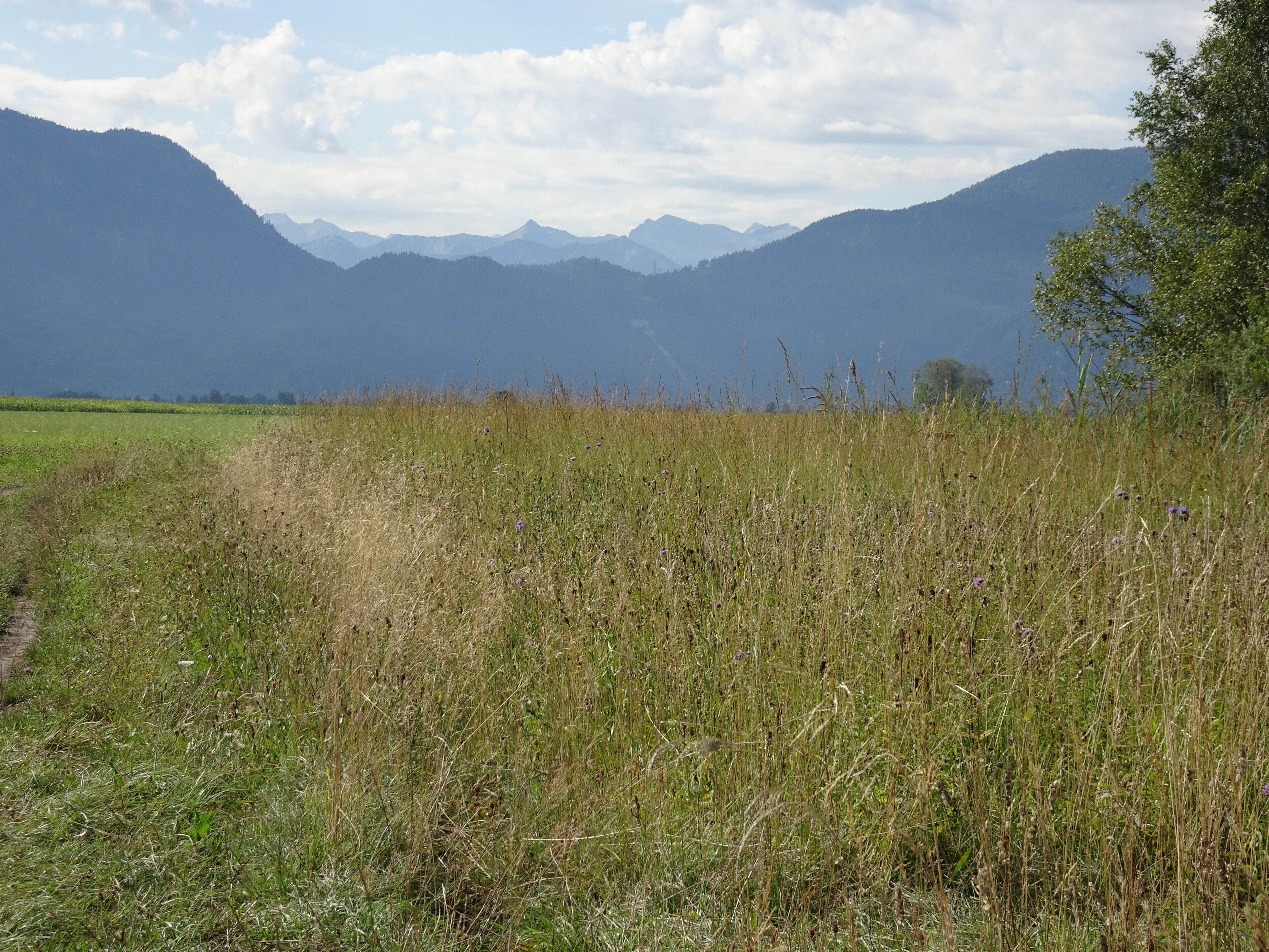 EU-Vogelschutzgebiet Loisach-Kochelsee-Moore (8334-471), ganz im Hintergrund die Spitzen des Karwendelgebirges