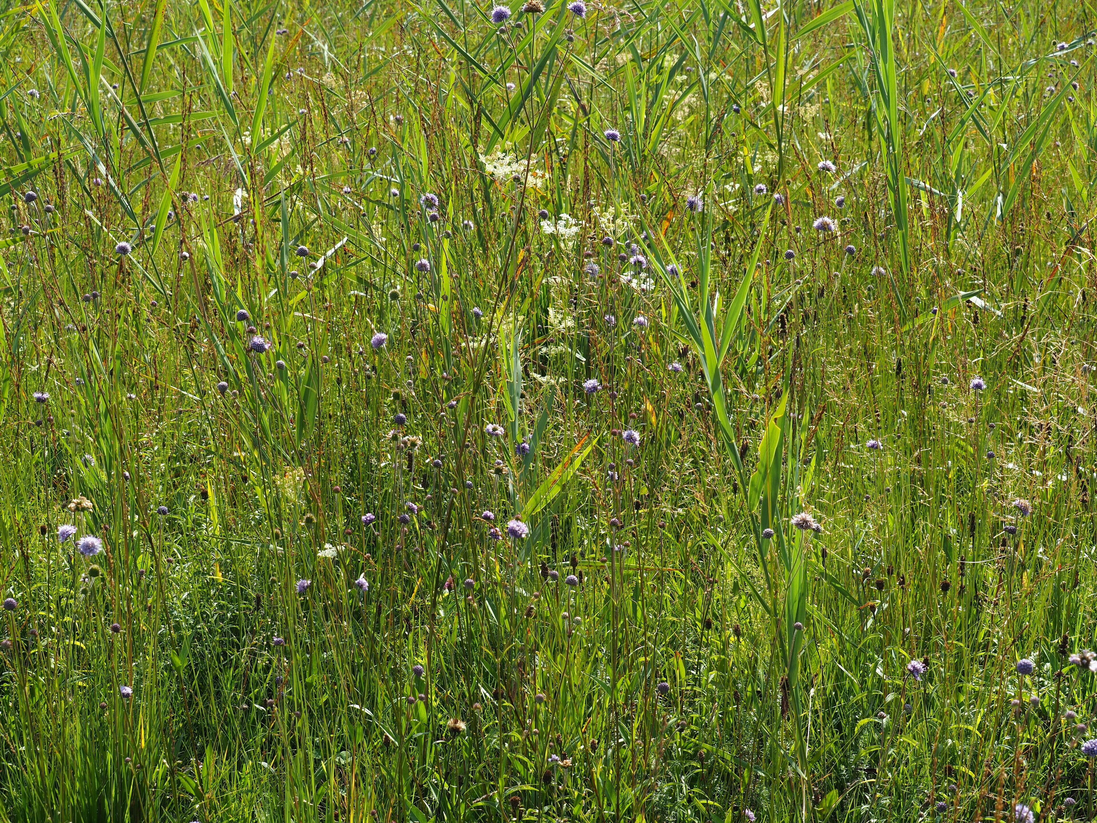 EU-Vogelschutzgebiet Loisach-Kochelsee-Moore (8334-471)