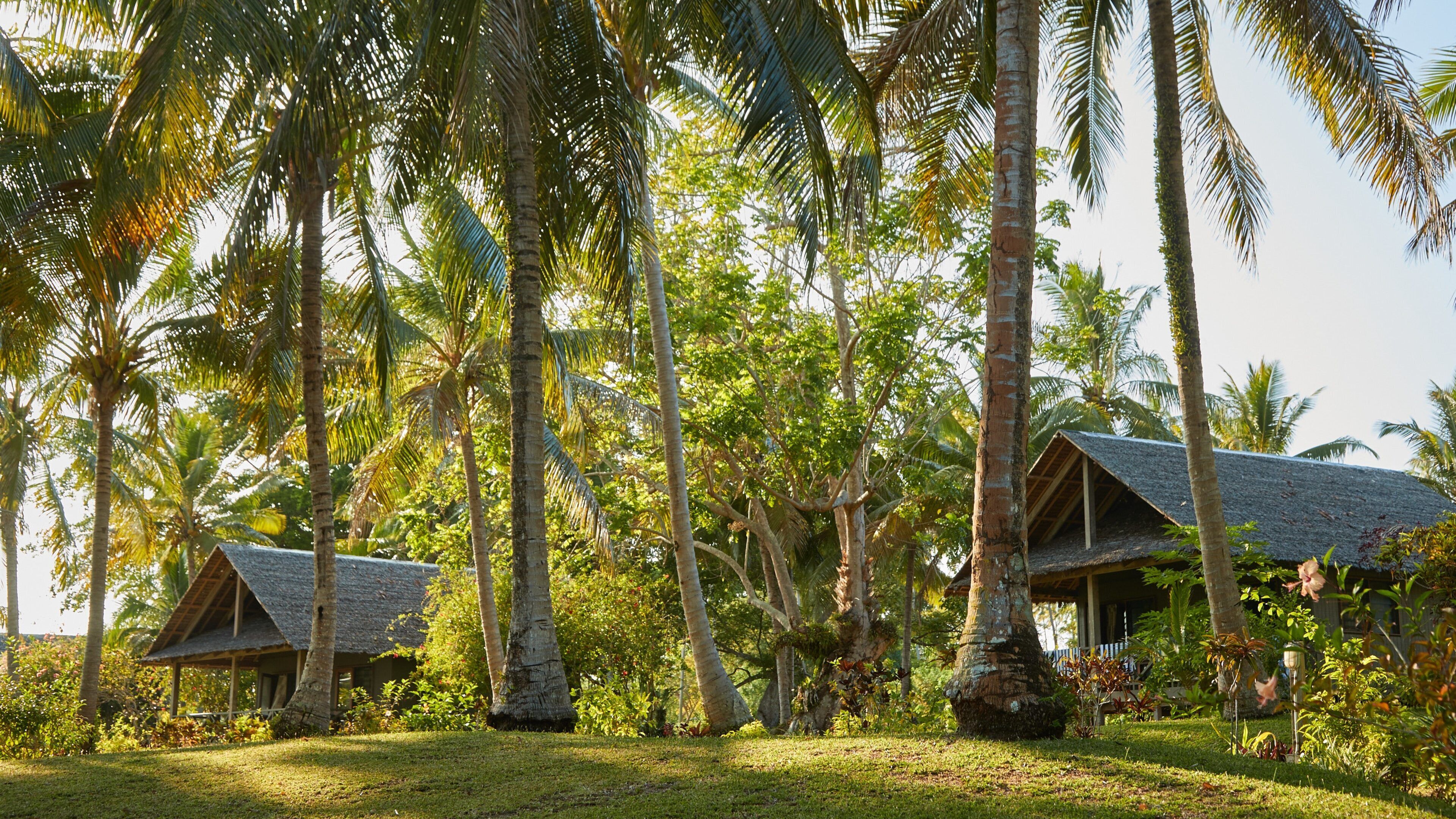 A tropical resort with thatched-roof huts surrounded by palm trees and lush greenery.