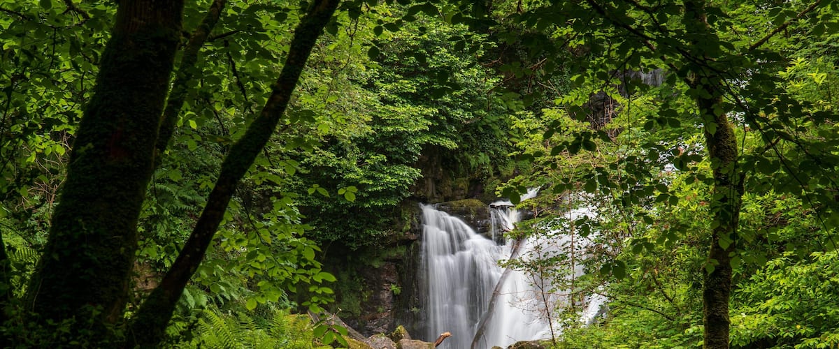 Torc Waterfall which includes forest scenes and a cascade