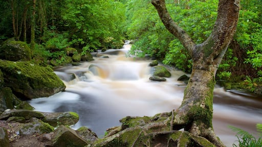 Cascada de Torc mostrando un río o arroyo y paisajes forestales