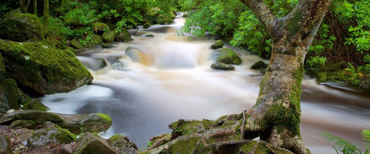 A forest stream with moss-covered rocks and lush greenery.