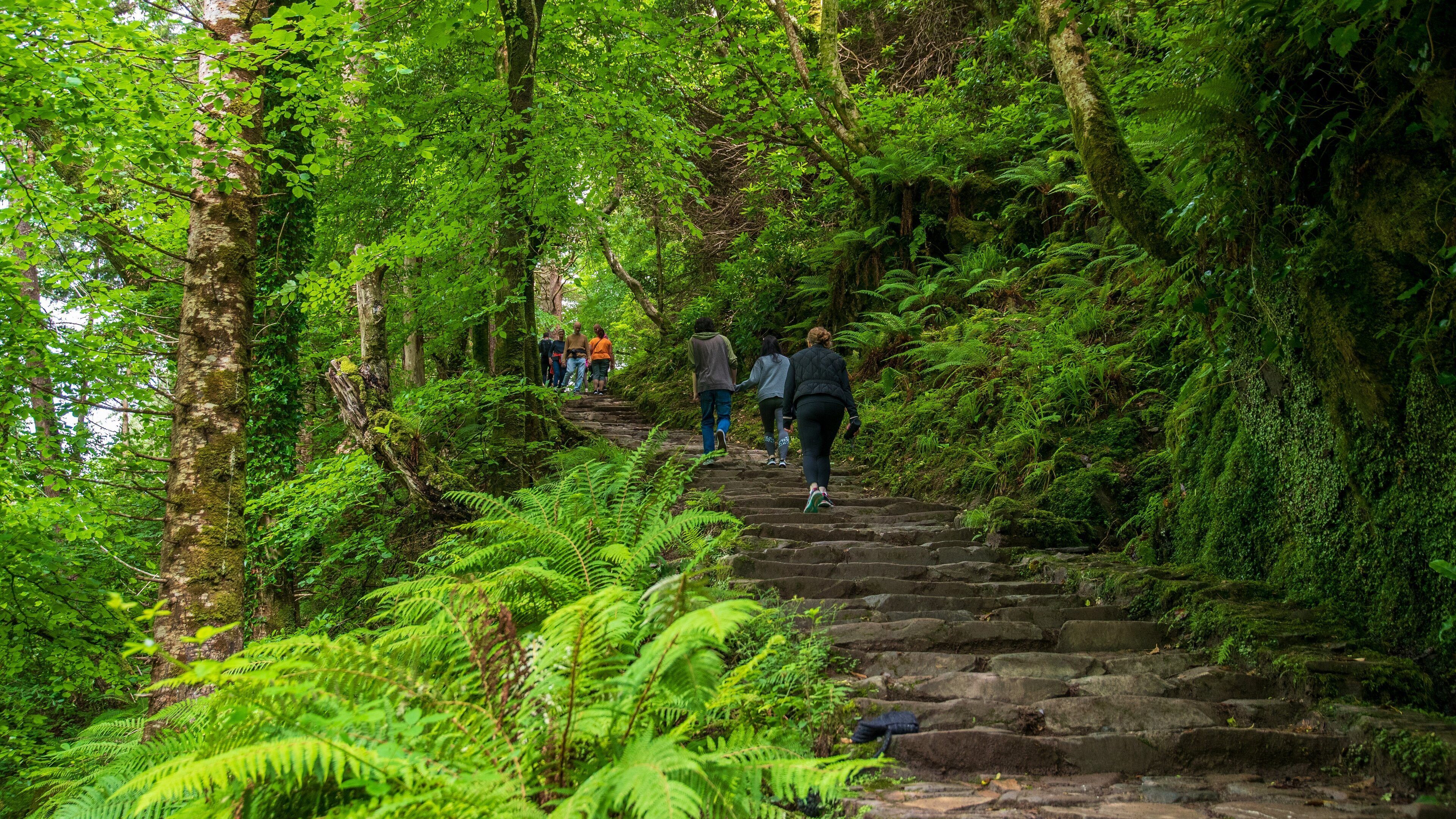 Torc Waterfall featuring forest scenes, hiking or walking and a park