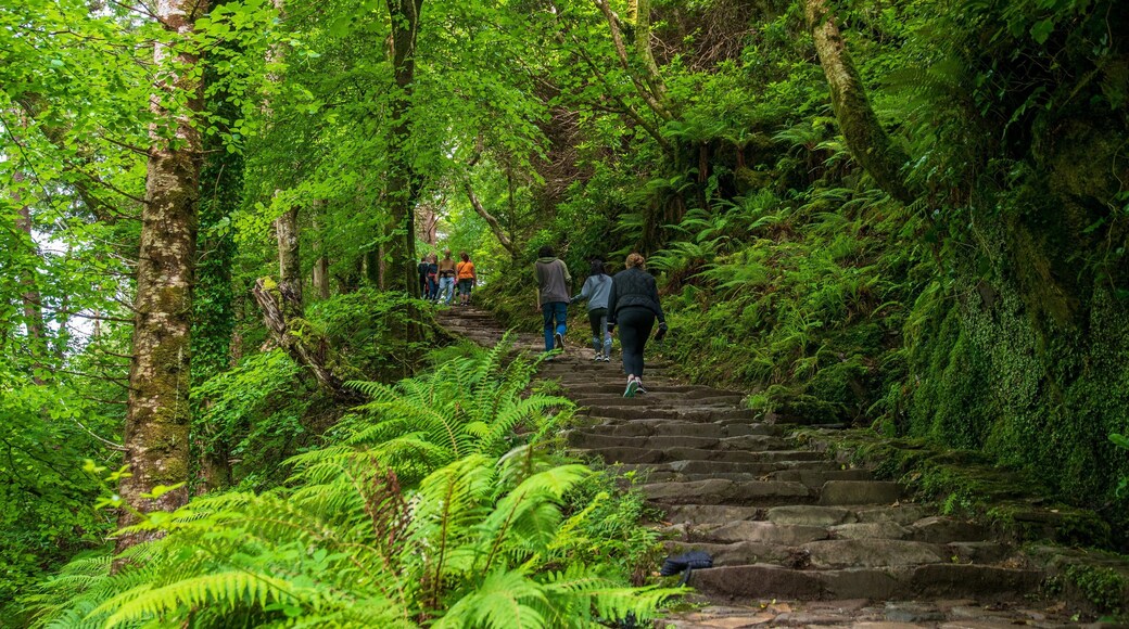 Torc Waterfall featuring forest scenes, hiking or walking and a park