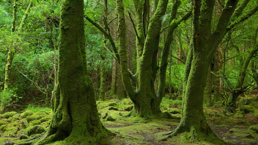 Torc Waterfall featuring forest scenes