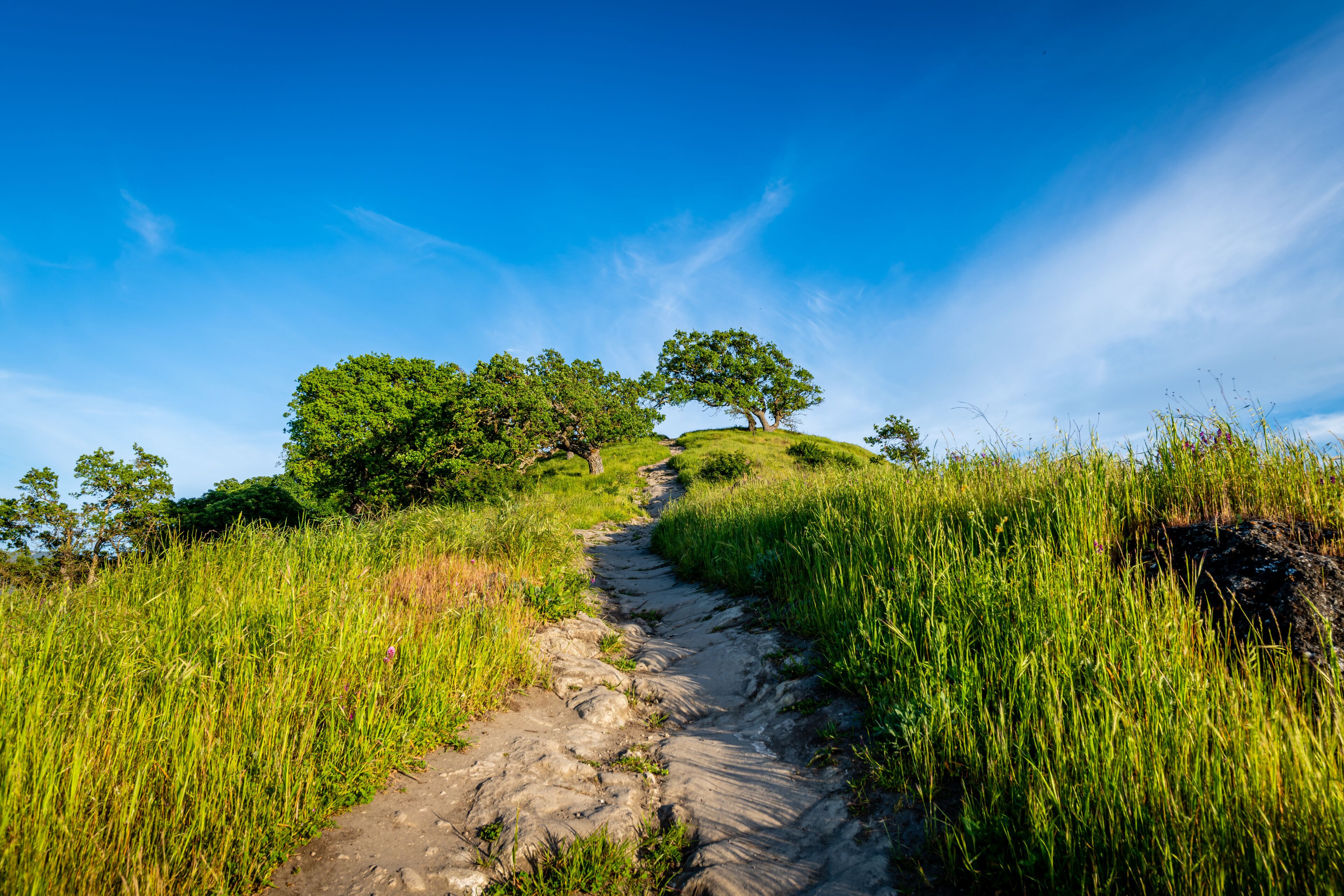 A dirt path leading up a grassy hill with trees.