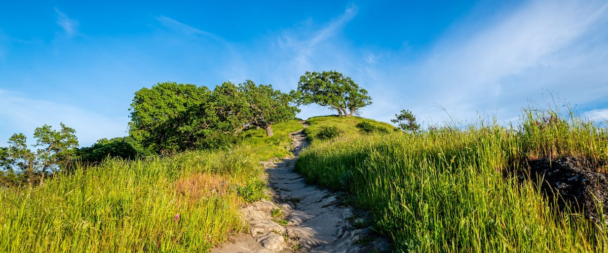 A dirt path leading up a grassy hill with trees.