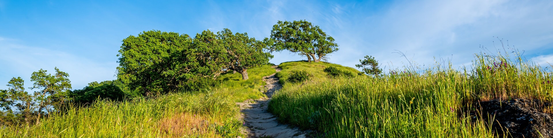 A dirt path leading up a grassy hill with trees.